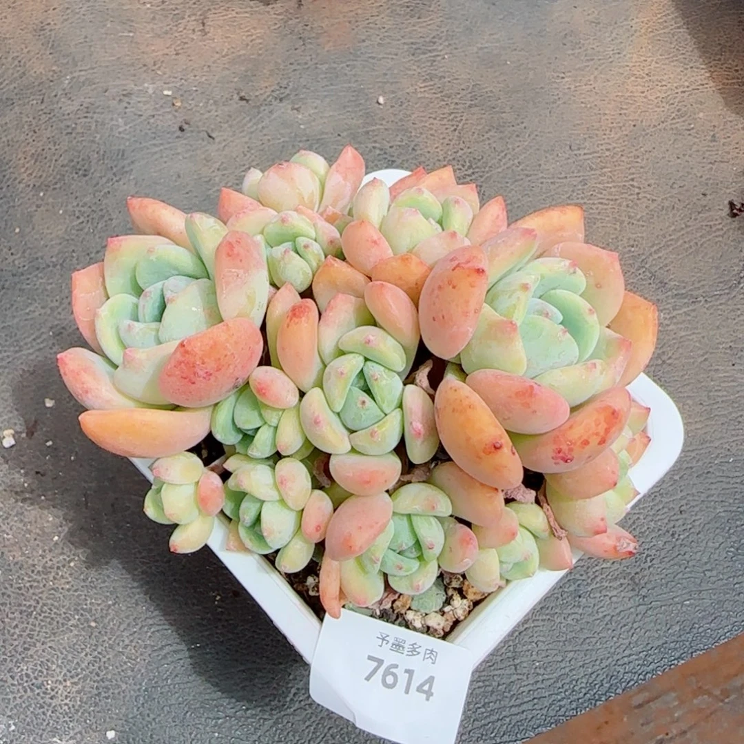 望舒群，7614多肉植物