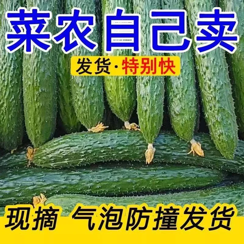 【顺丰包邮】山东农家自种青瓜带刺水果黄瓜批发应季水果新鲜黄瓜生吃