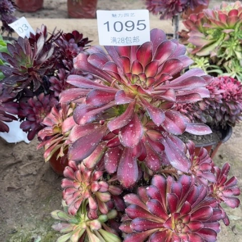 魅力多肉多肉1095