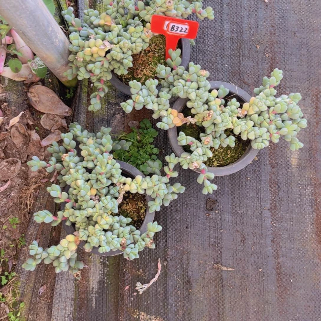 爱****@鹿角海棠三颗322多肉植物