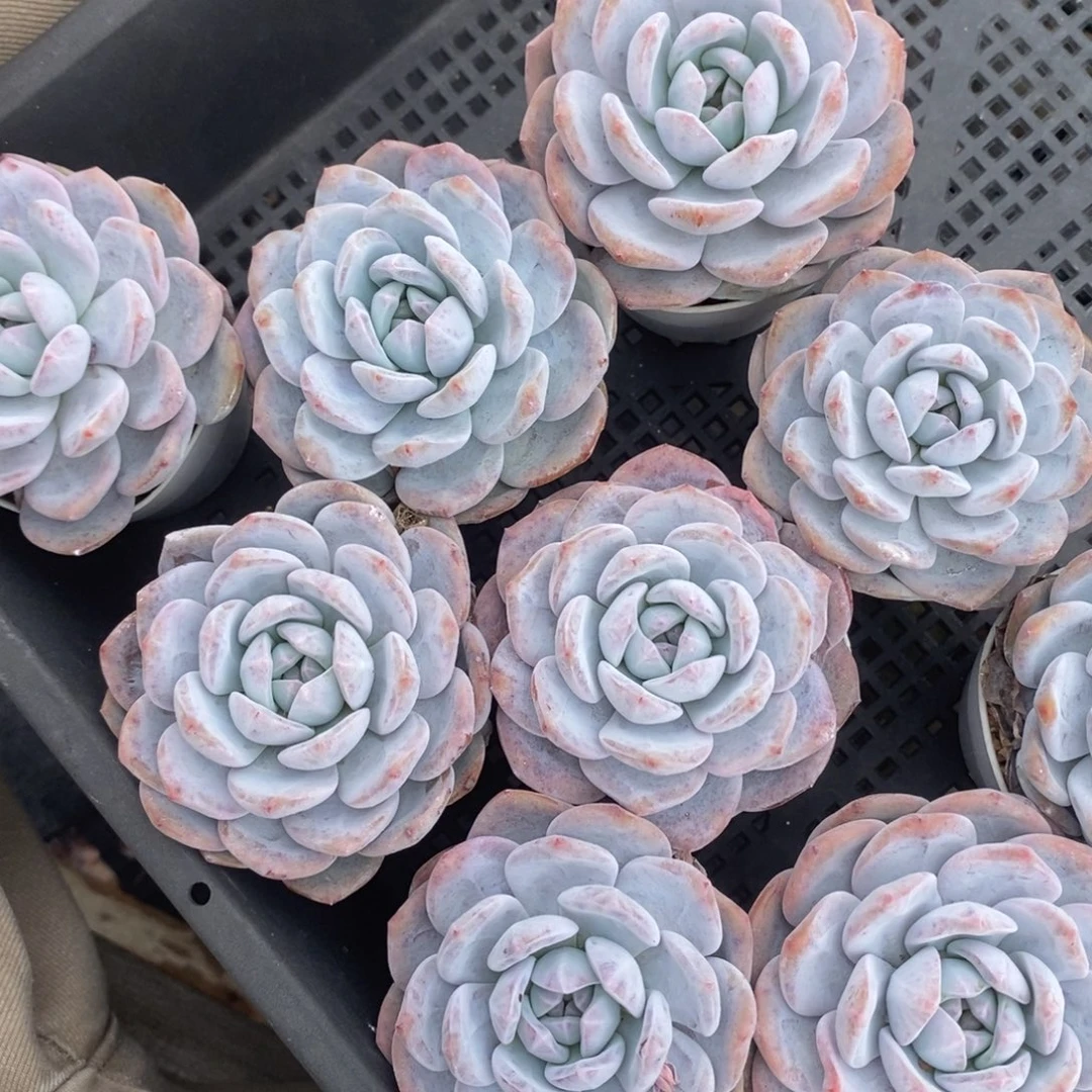 奶盖一颗量拍多肉满20元包邮满26送一颗下午发