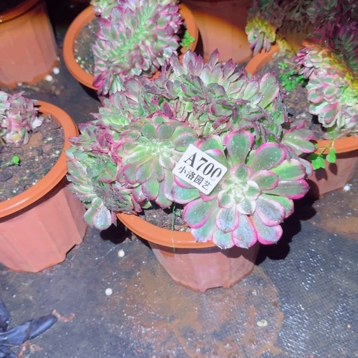 700荔枝缀化多肉植物满28包邮