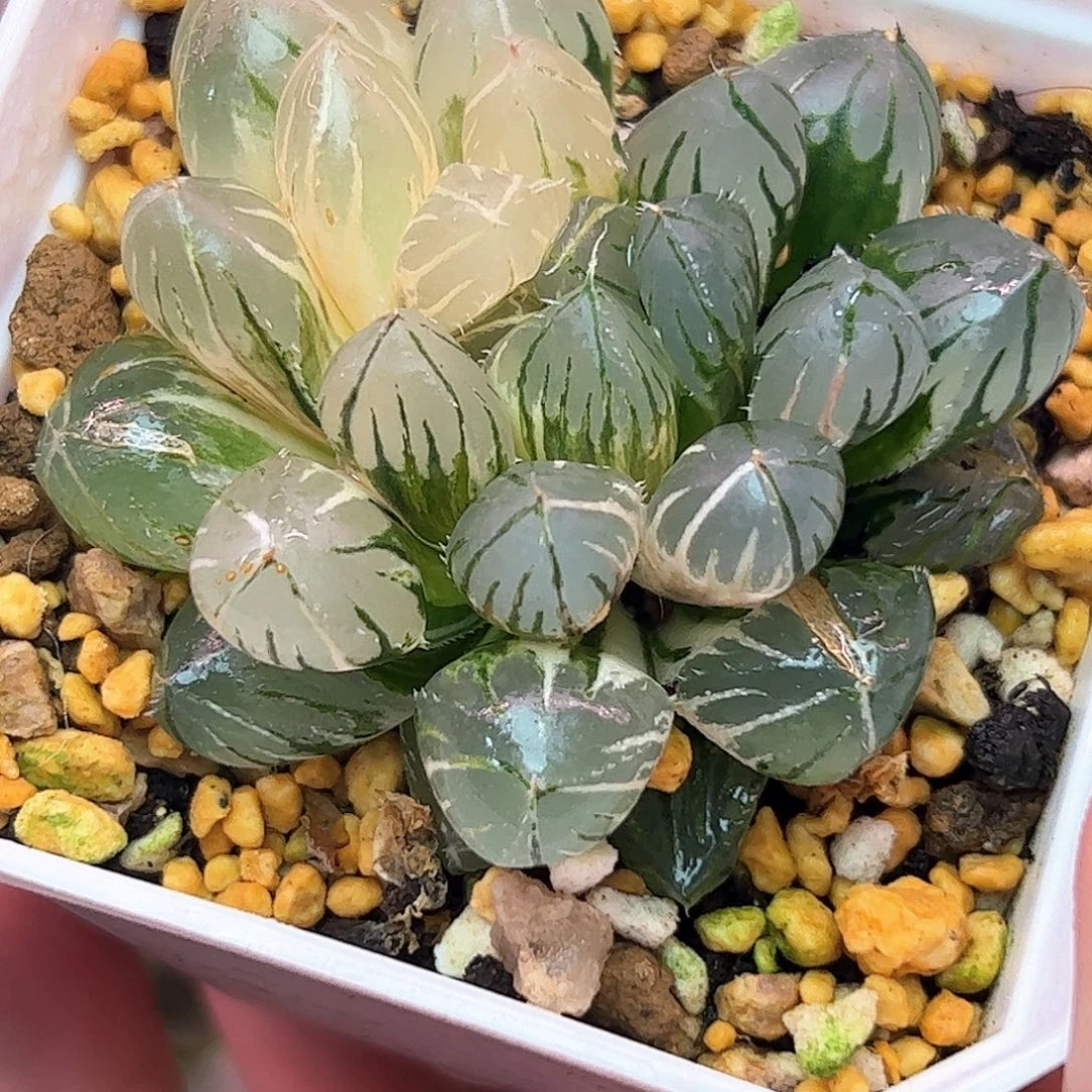 亚成株oh锦十二卷多肉