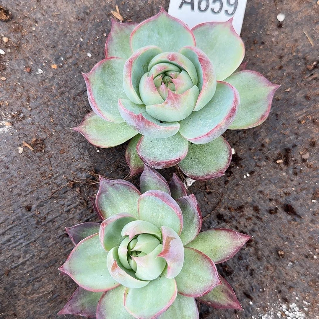 惊鸿三颗一物一拍A659