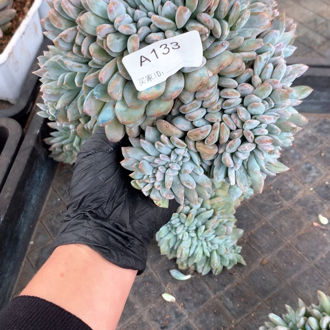 A133 瑕疵处理 售后范围：签收起7天内