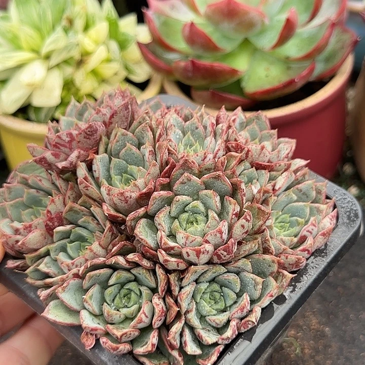 血燕惊鸿一物一拍包装收缩花旱