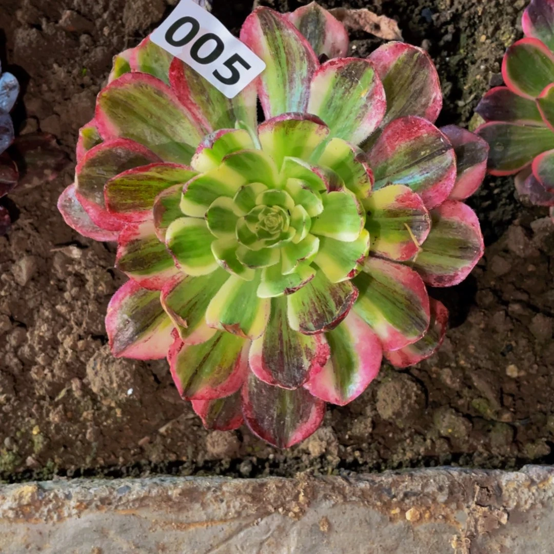 005菠萝天骄多肉植物