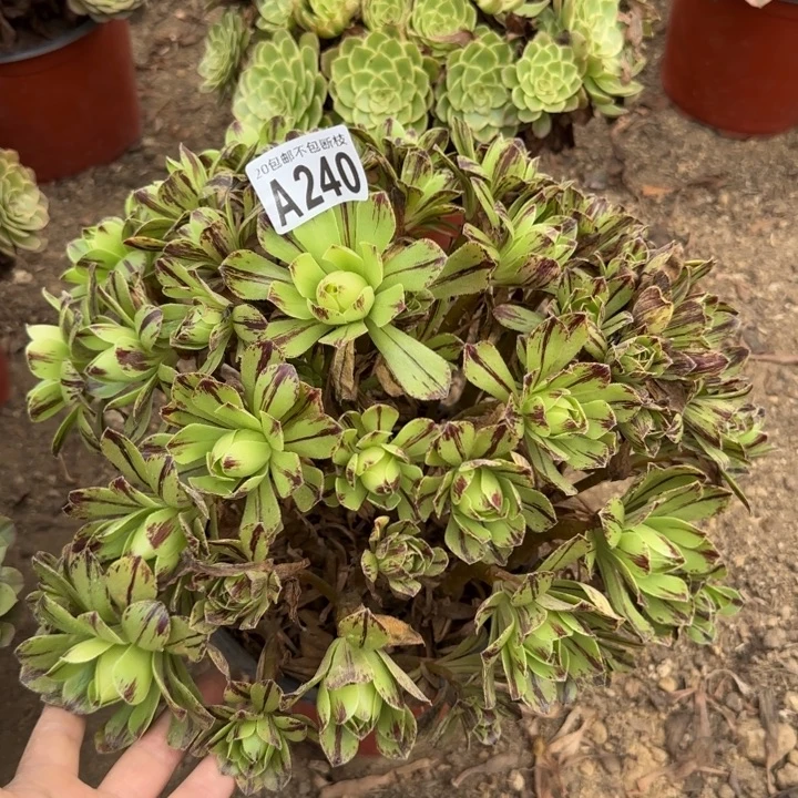 必火……多肉植物……