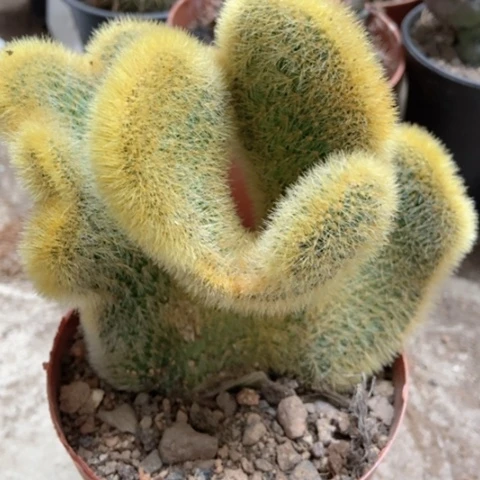 金丝光缀仙人球20米仙人球