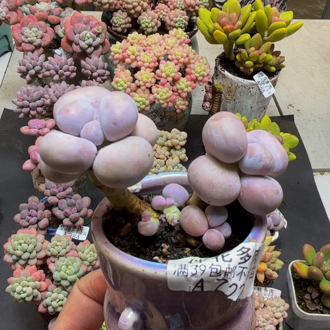 722芭比奶酪5cm多肉