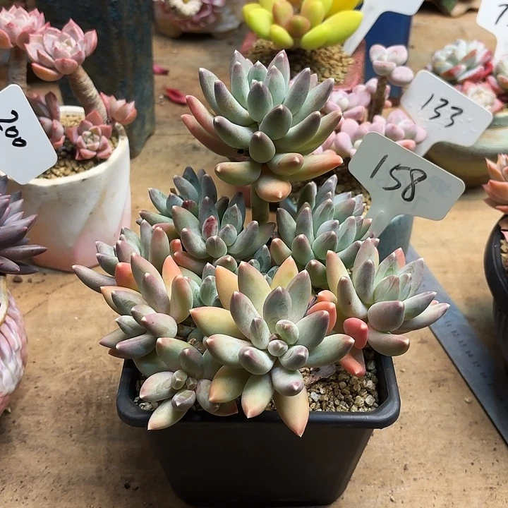 多肉植物，松果美人158号