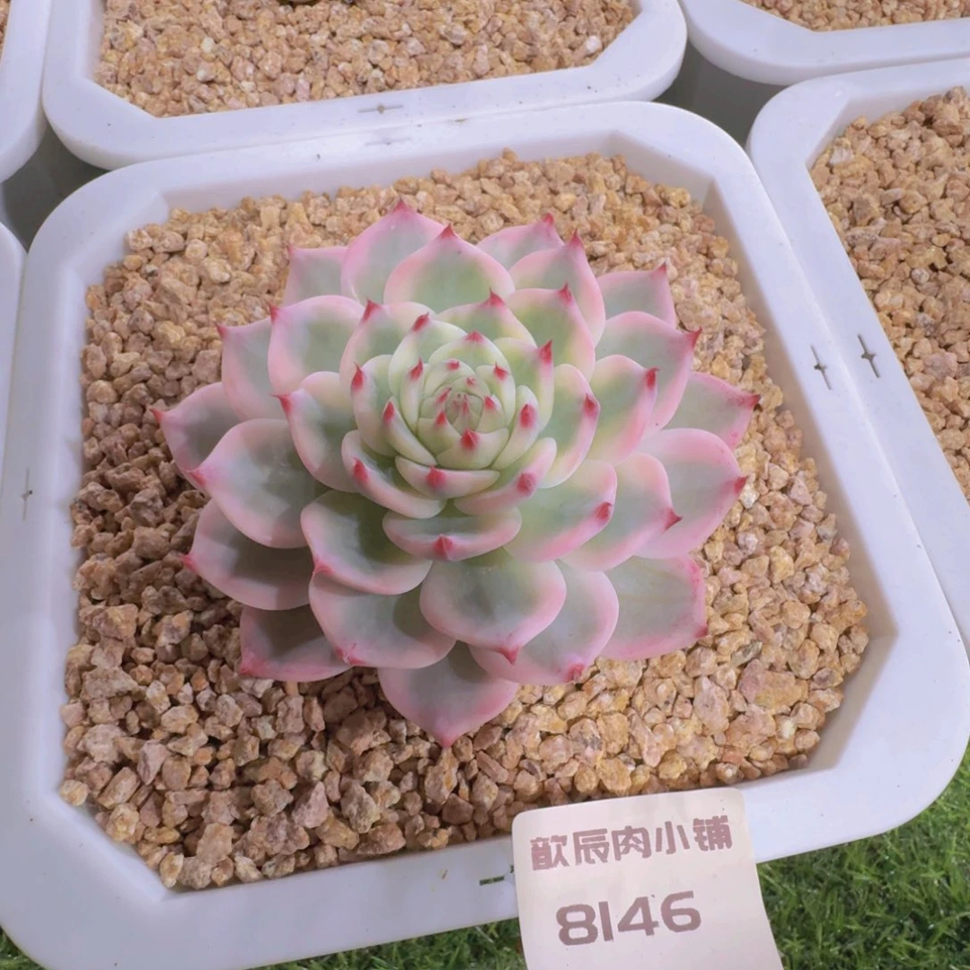 多肉植物吉娃娃锦8146