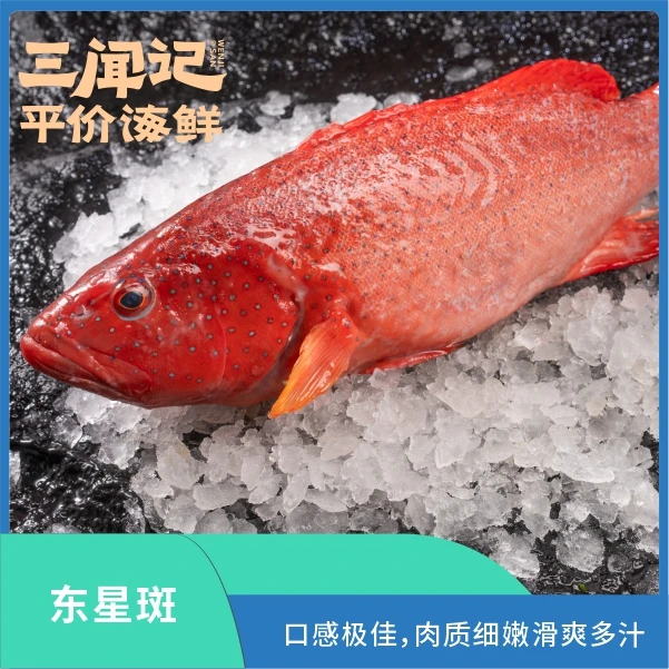 鲜活东星斑/品质保证