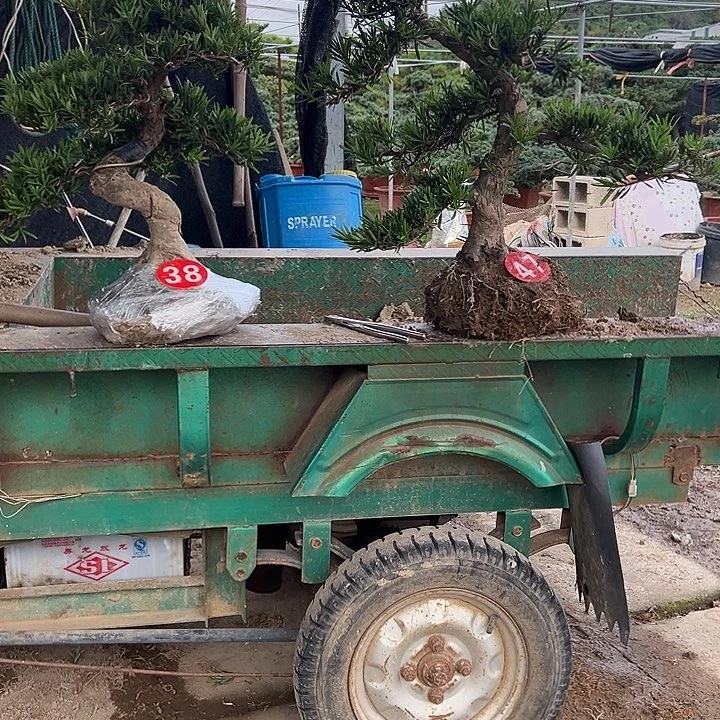 不***人无花朵小叶雀舌罗汉松