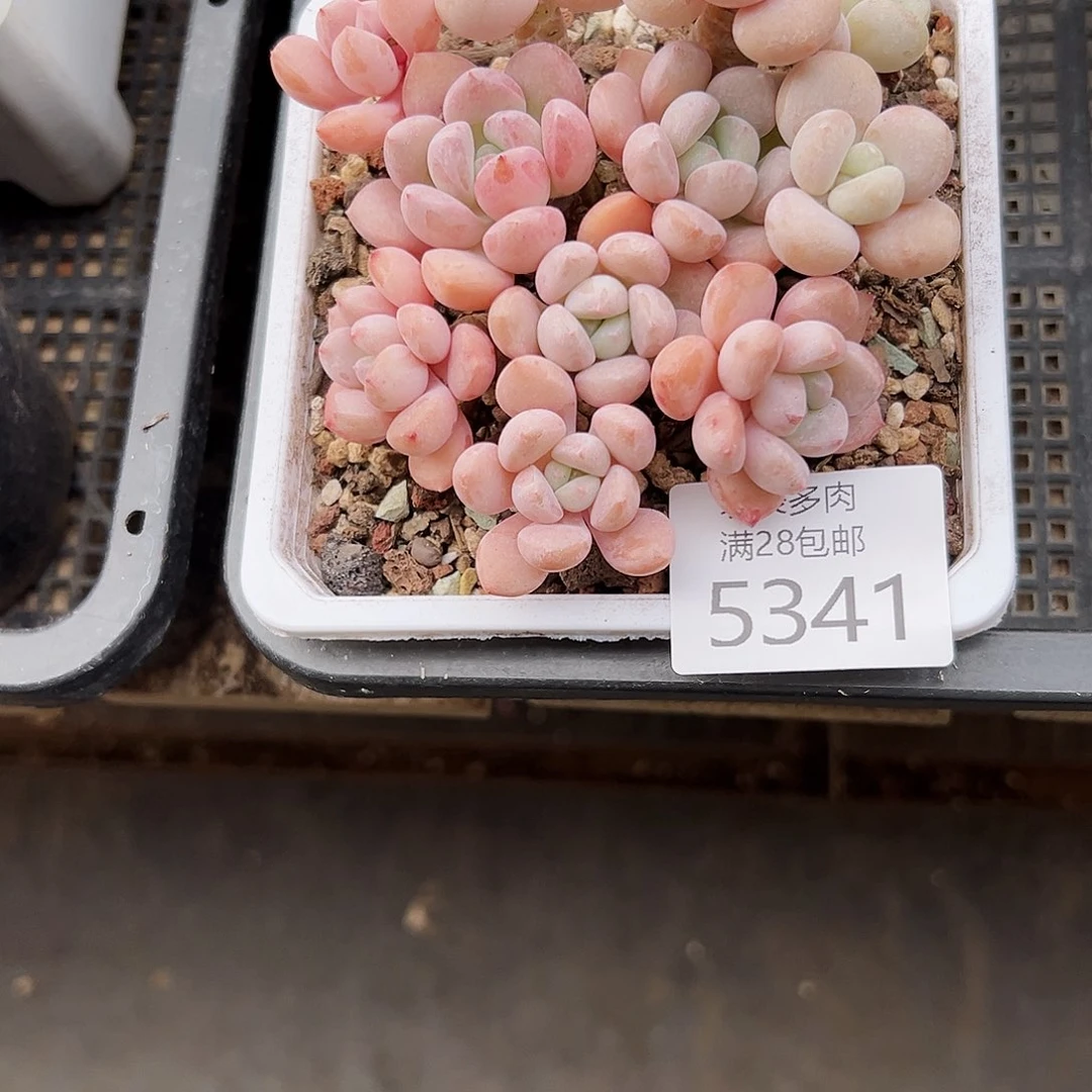 9号温****我们的确是一5341