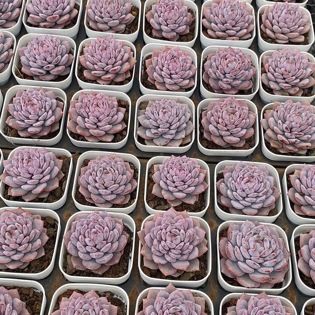 玉芙蓉，福利多多