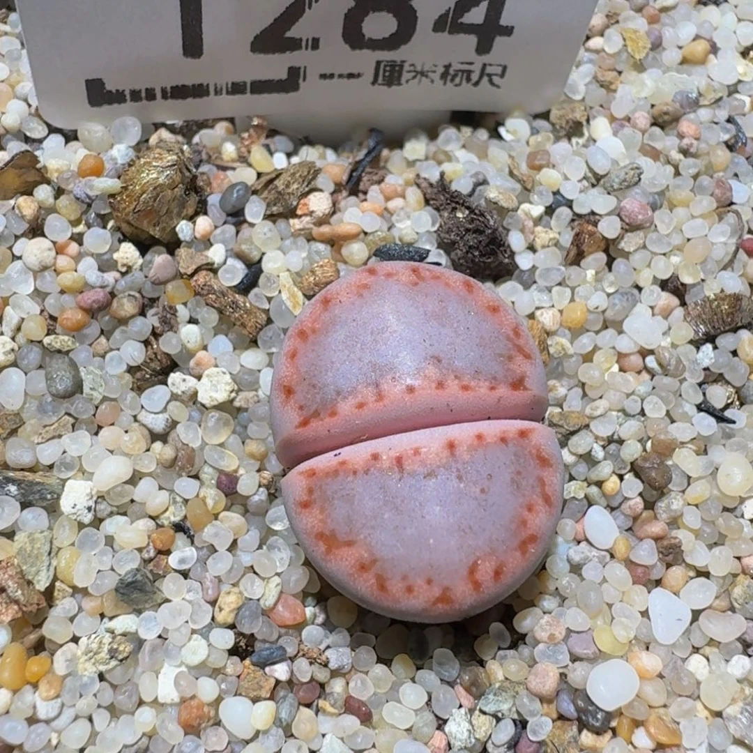 zzzx精品生石花1287高特