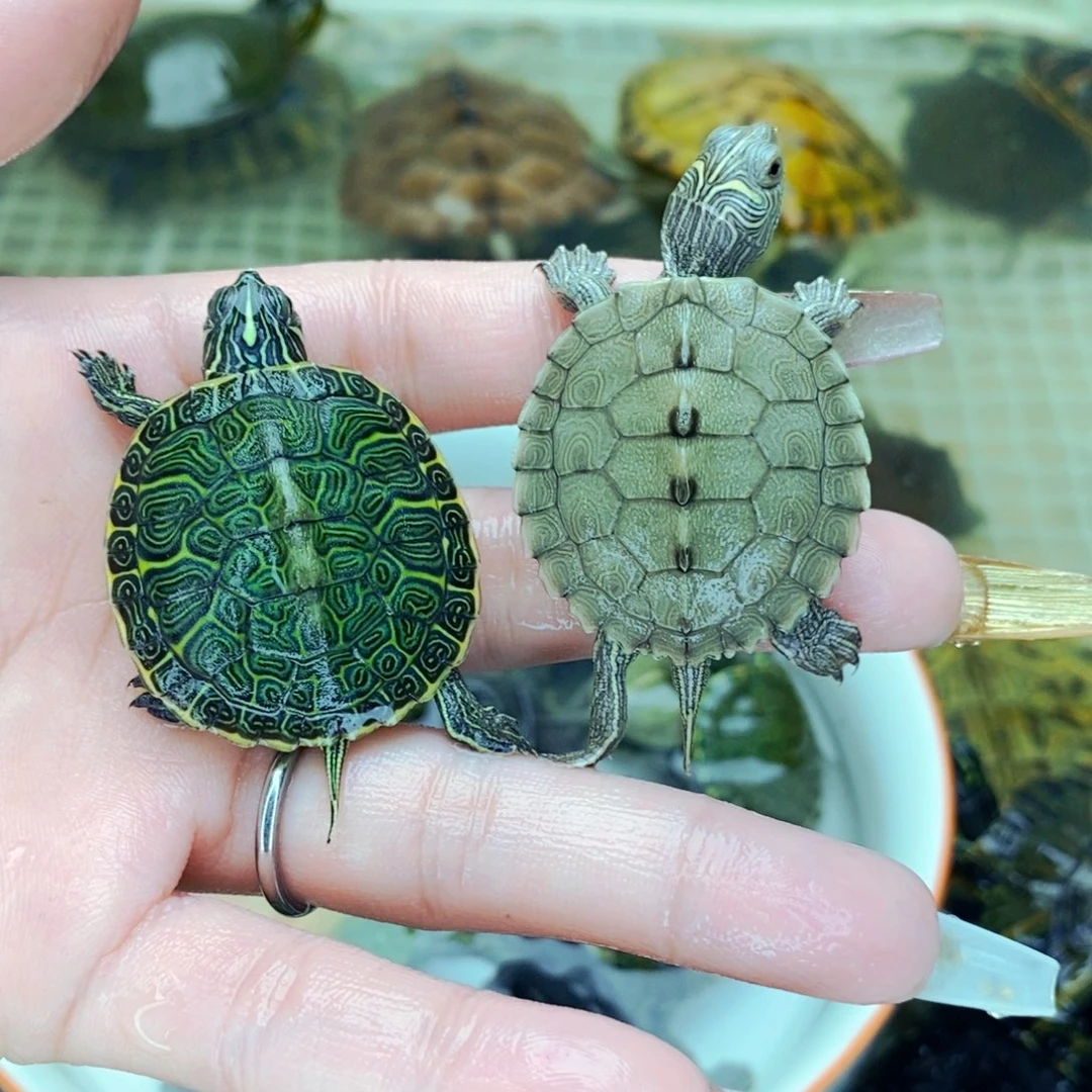 不分公母宠物龟地火组合