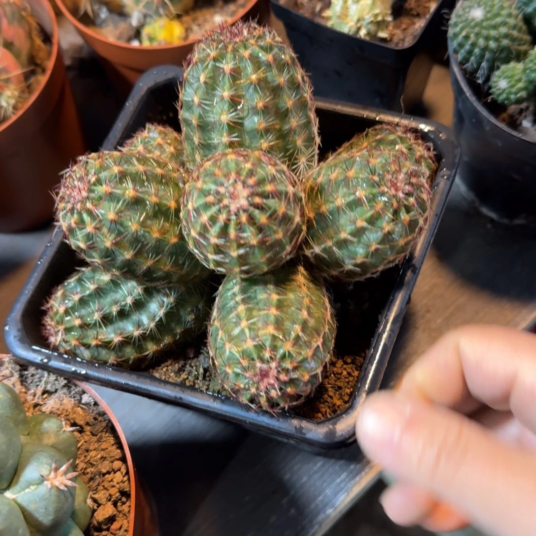 我***生可口可乐了可口可乐了