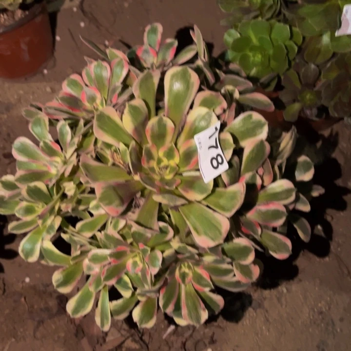 178青苹果多肉植物
