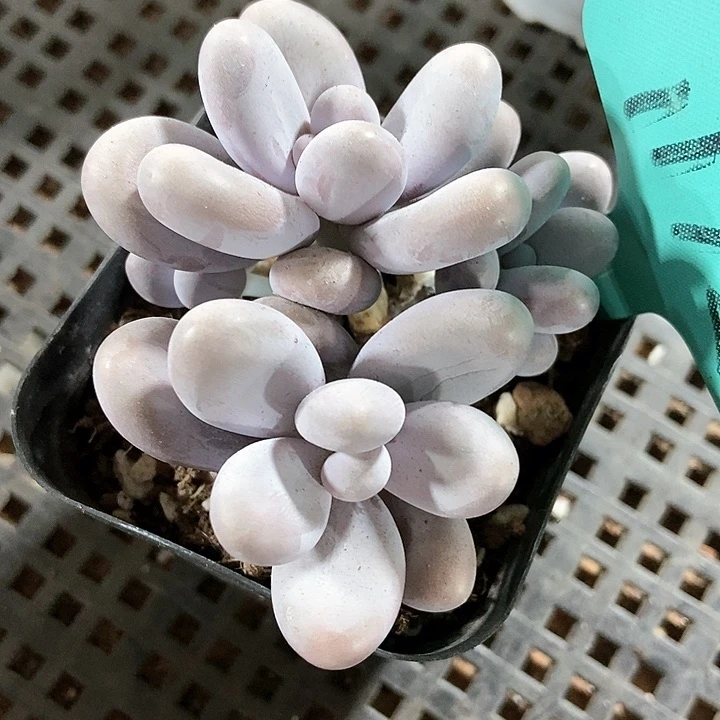 多肉植物蛋黄奶1172