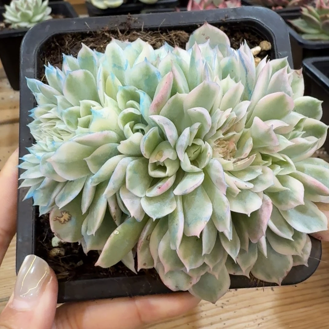 紫蝴蝶缀化 安吉园艺