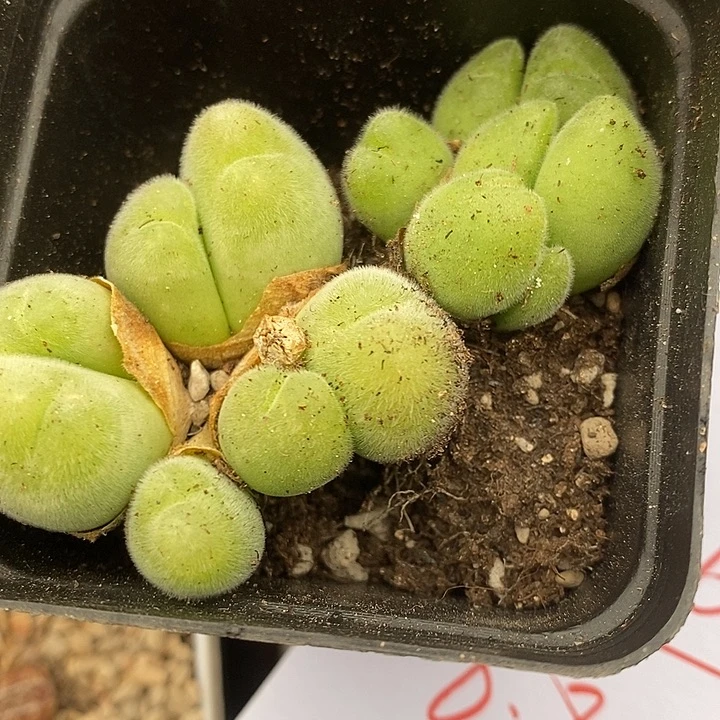 2396长毛毛翠滴两颗