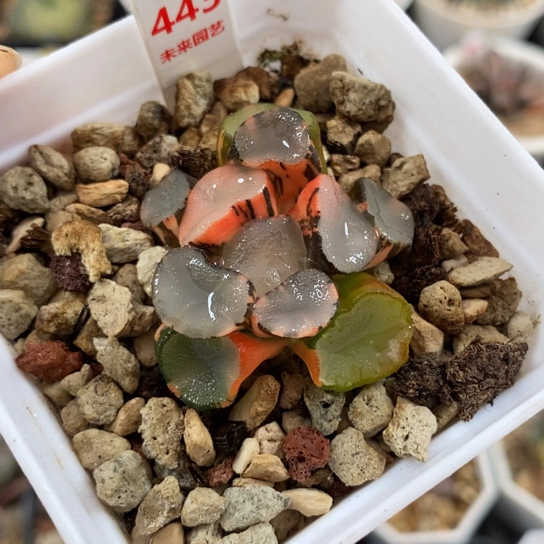 443空门万象锦十一福利