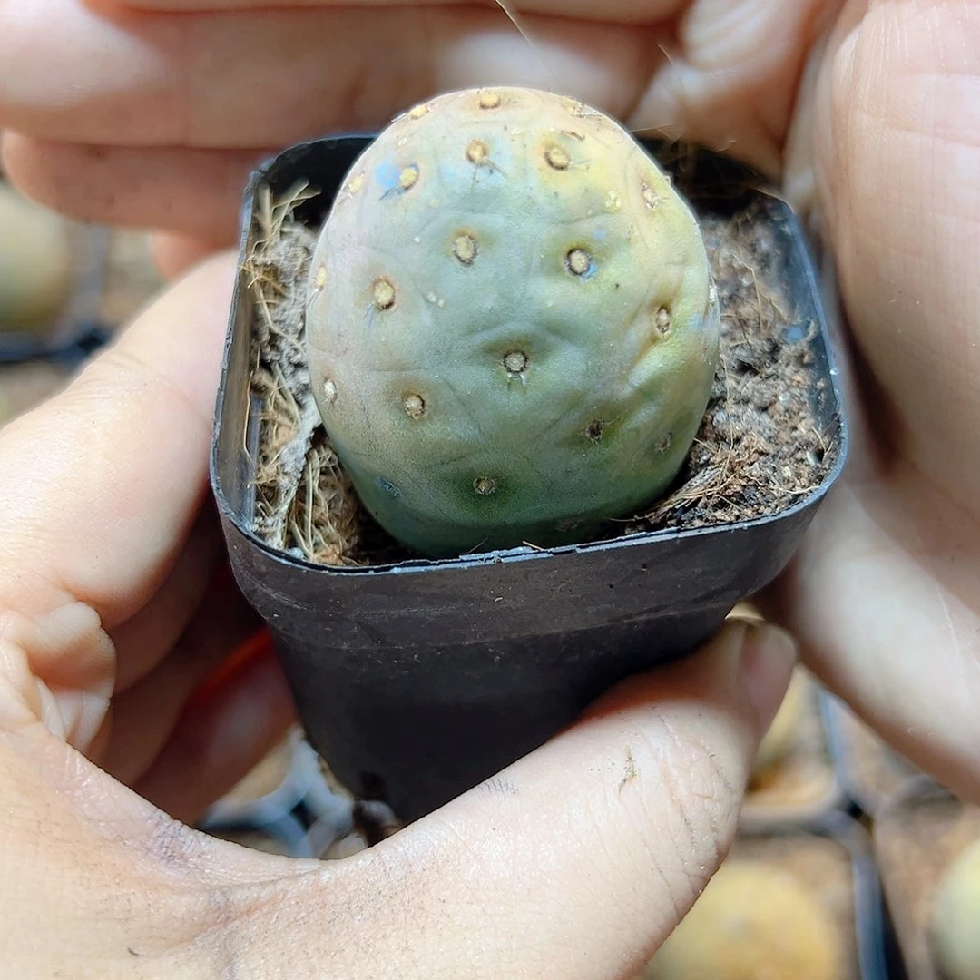 自根洞洞习3公分带盆