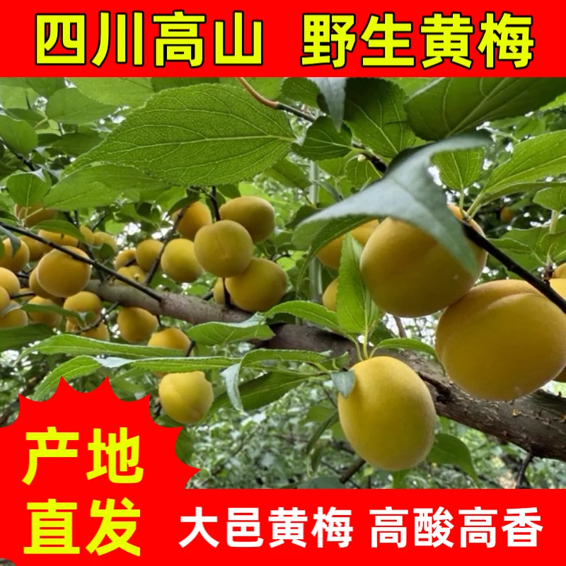 【空运】四川高山野生黄梅