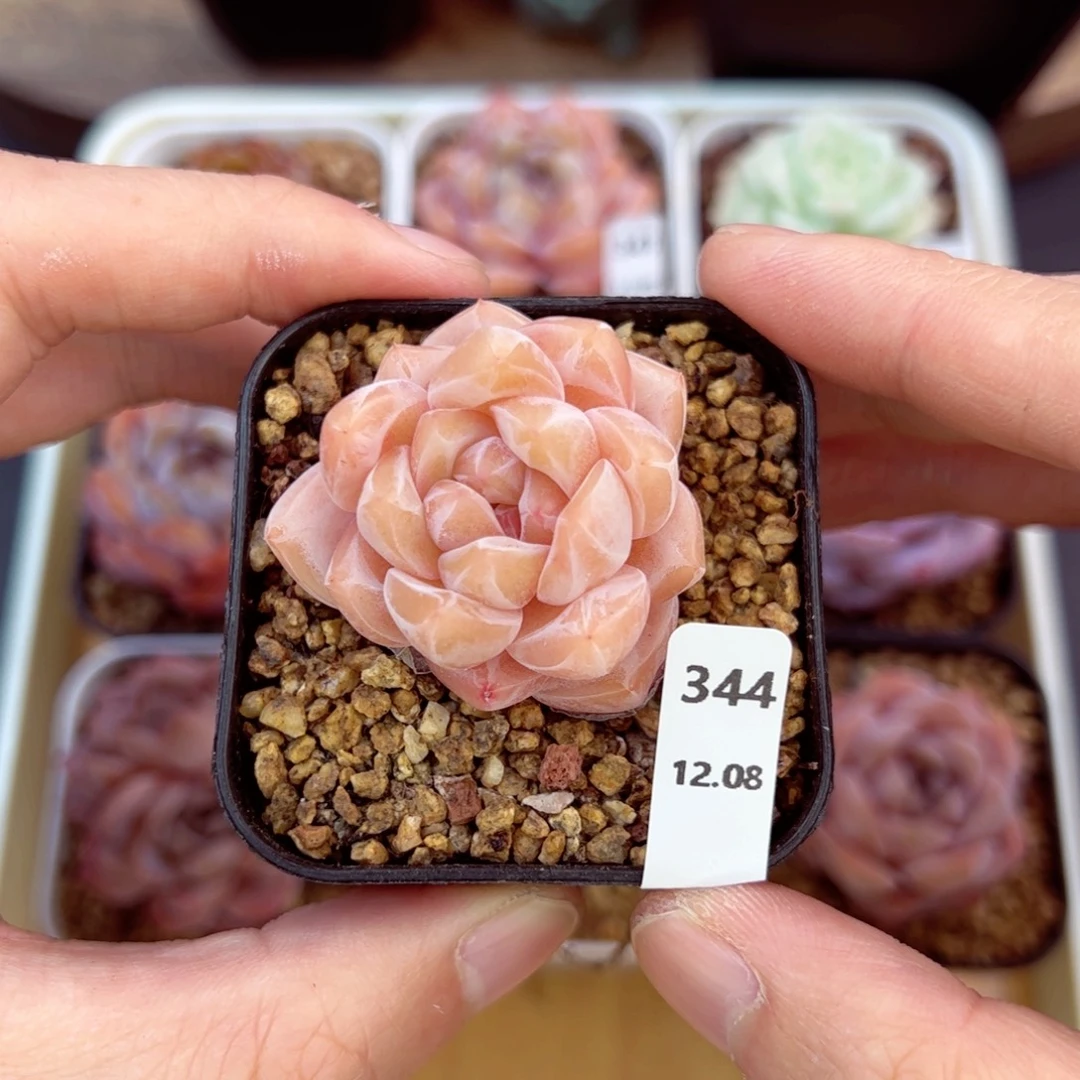 好好看344、哈哈哈哈