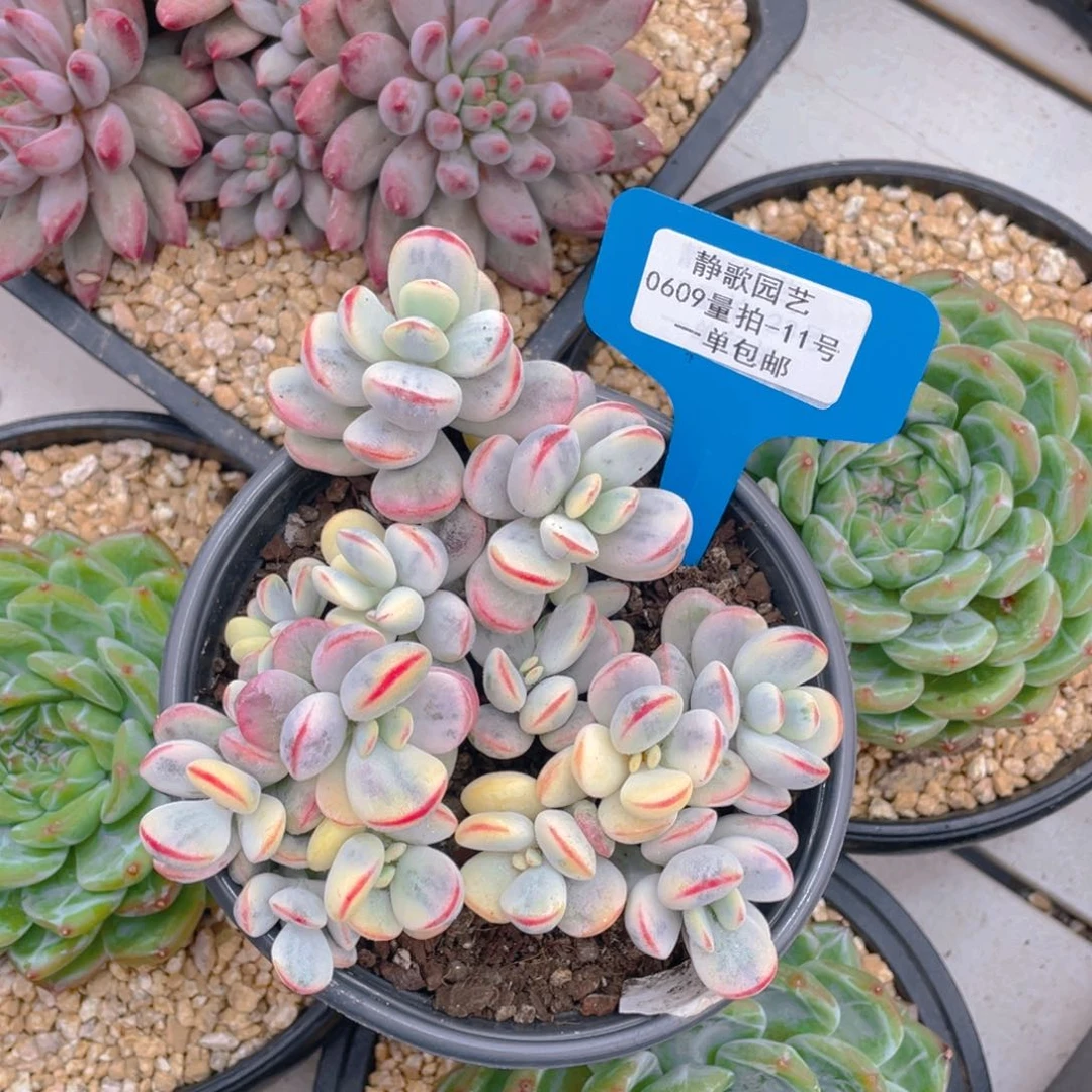 0609-11-乒乓福娘锦大群一颗