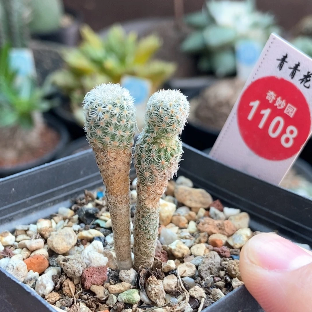 实生双头赤花美针玉侧面有斑