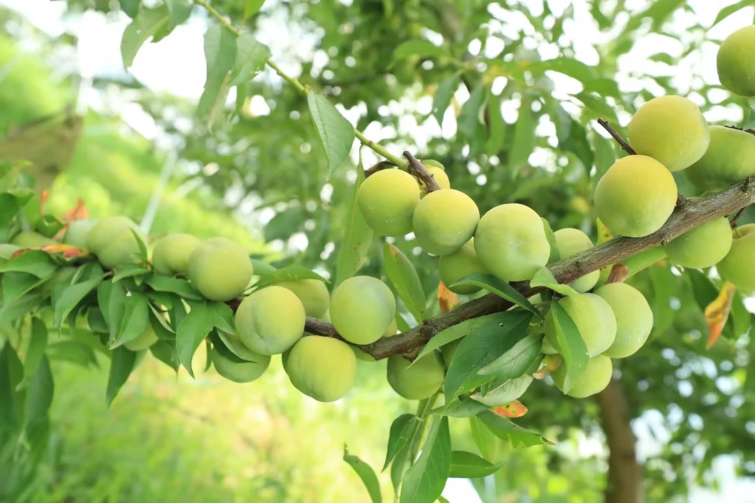 三峡库区现摘空心脆李！皮薄肉厚、一口爆汁，甜过初恋 #巴东特产 #