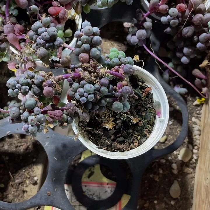 小圆盆紫葡萄带盆土发