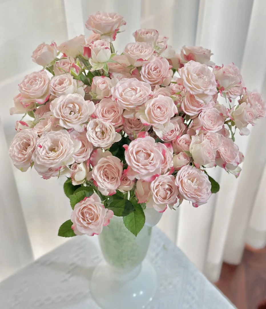 （曼）多头折射8支➕2支防损鲜花任意满两单包邮