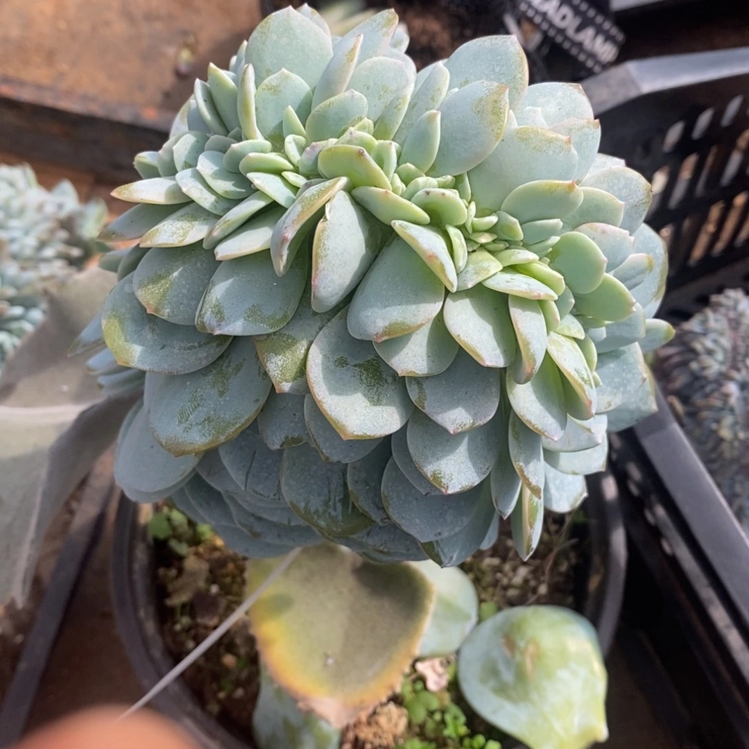 黑***米小虎多肉一物一拍奶茶