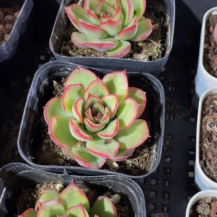 荷花2.8带盆土发