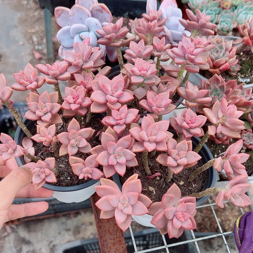 姬胧月散群带盆土特价二盆