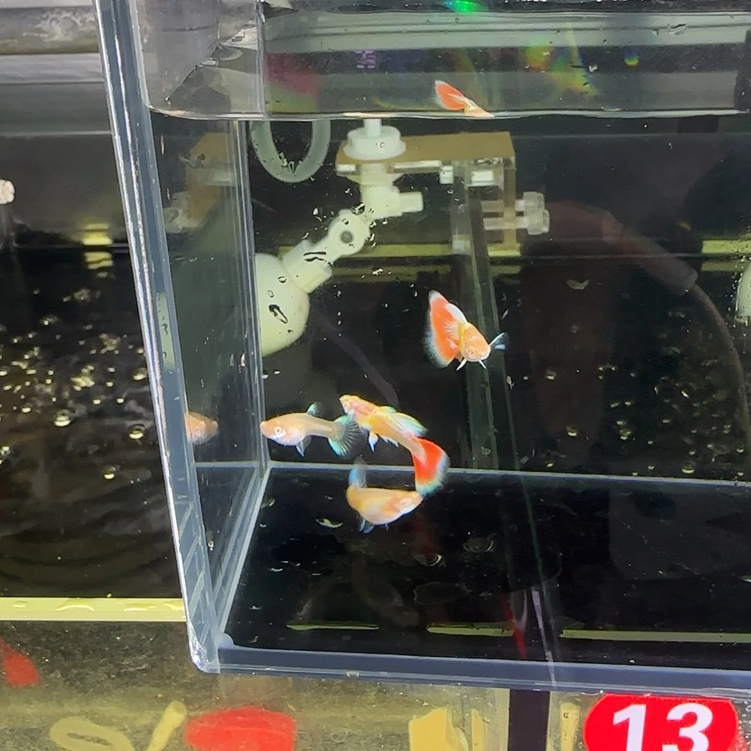 孔雀鱼火烧云二对