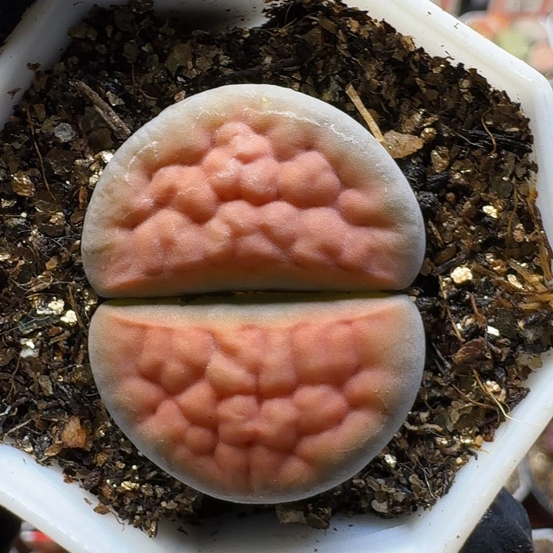 生石花33:：。 50号