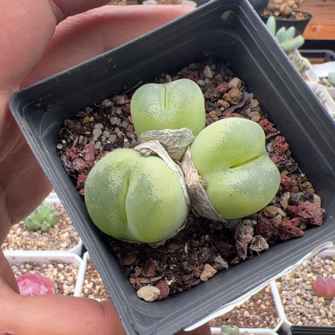 9.13翠光多肉植物200