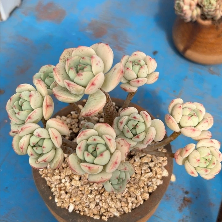 28 香草 一物一拍