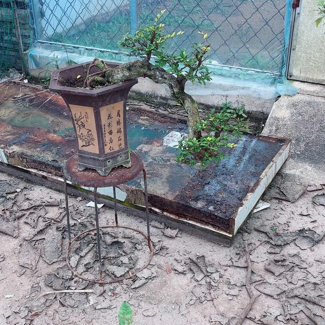 无花朵榆树老桩悬崖