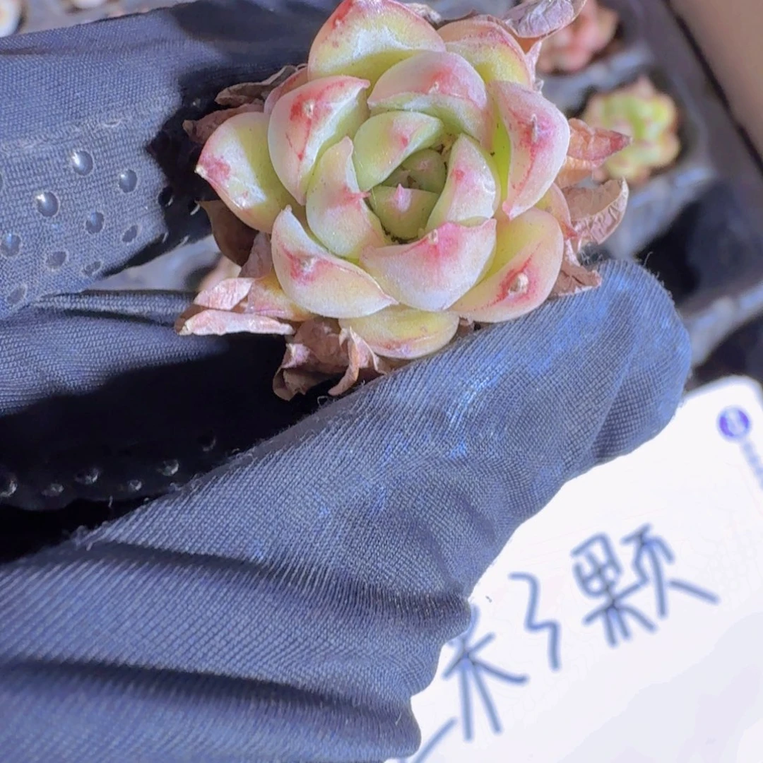 五彩流星两米三颗