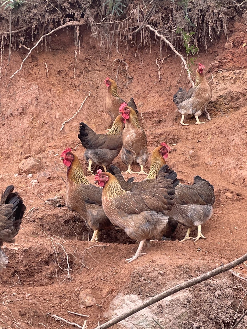 现杀 广宁大山散养麻鸡 京东包邮
