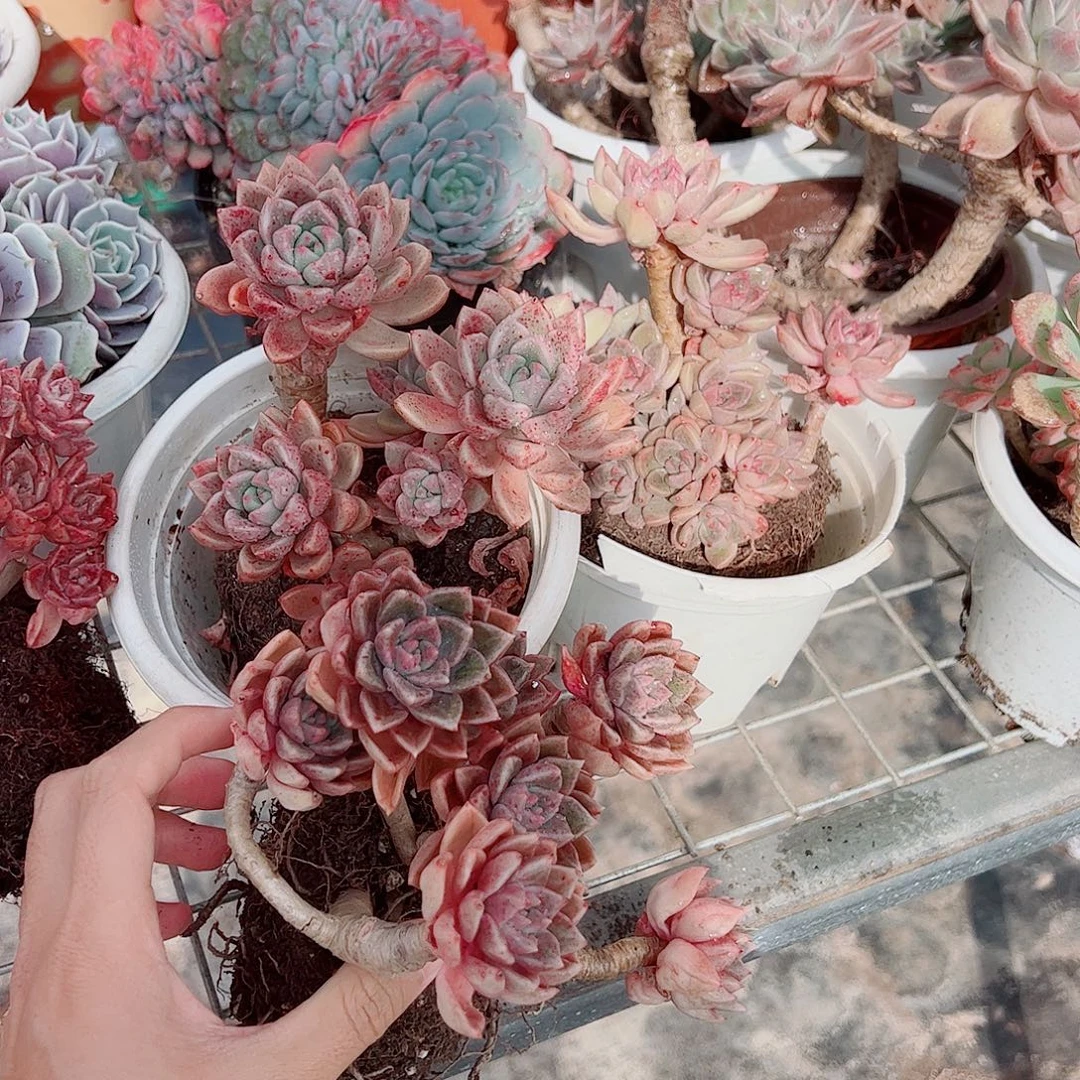 绚丽璀璨多头群生老桩特价二盆