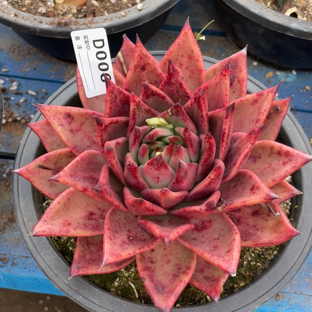 无花朵若如东云单拍D006