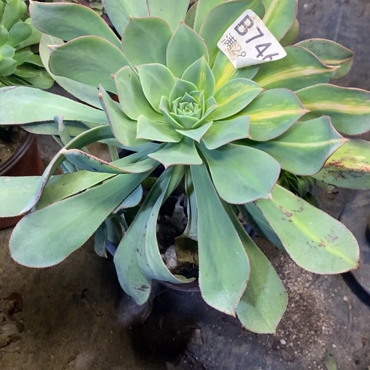 星***辰翡翠城多肉断头不包746