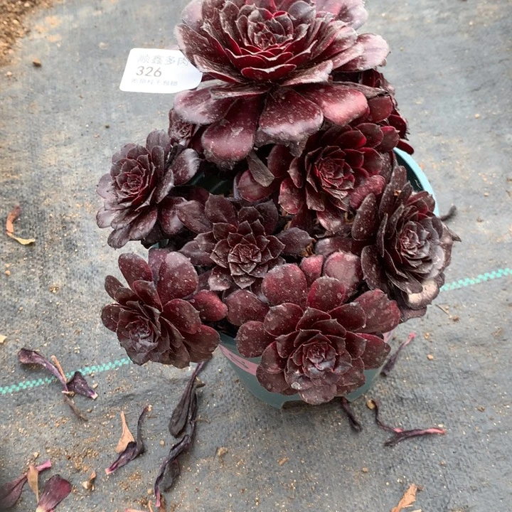 326墨染多肉特价不售后